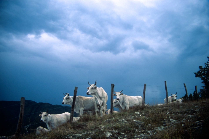 fotografia e paesaggi, mucche